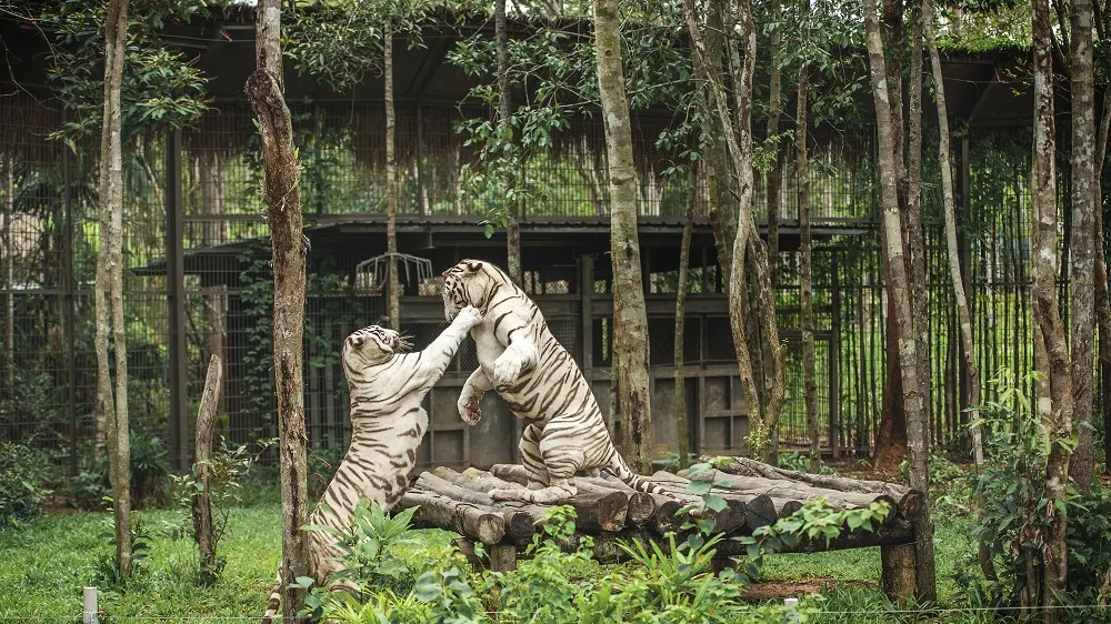 Vinpearl Safari Phú Quốc: Lọt vào tốp đầu vườn thú và thủy cung tại châu Á