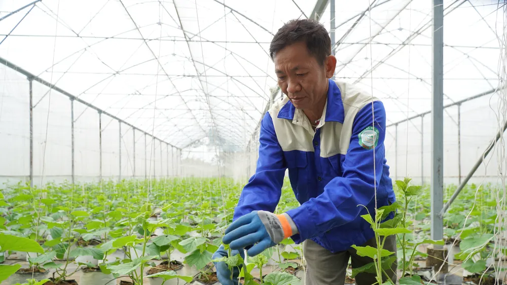 Saigon Co.op chú trọng kiểm soát chất lượng từ sản xuất, thu hoạch đến phân phối (ẢNH: HỒNG CHÂU)
