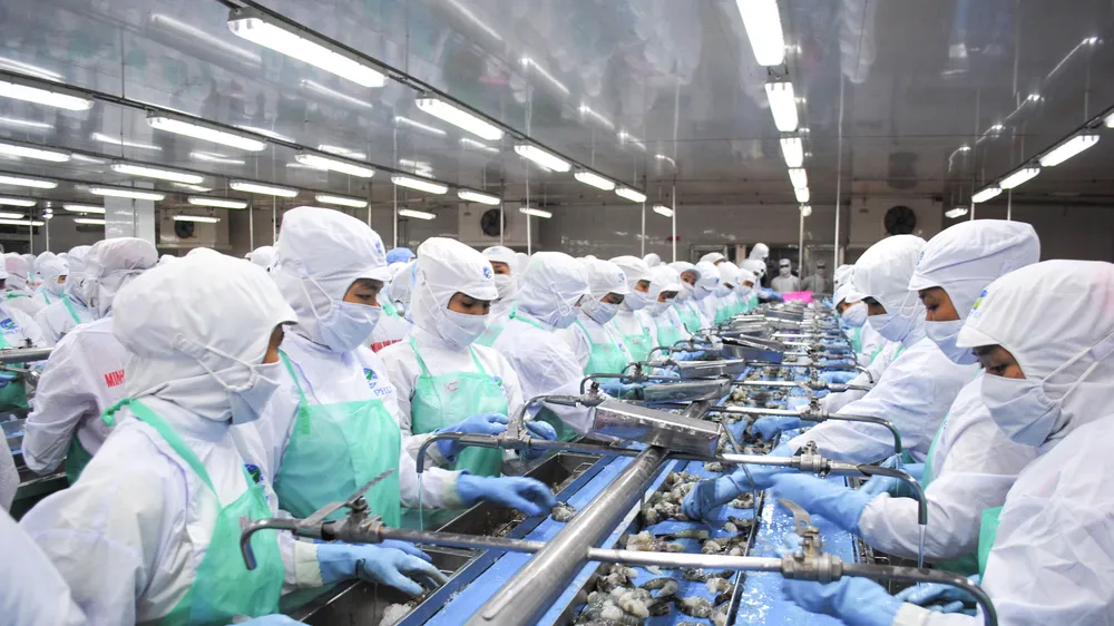 Chế biến tôm xuất khẩu tại một nhà máy trên địa bàn phường Lý Văn Lâm, tỉnh Cà Mau (ẢNH: TẤN THÁI)