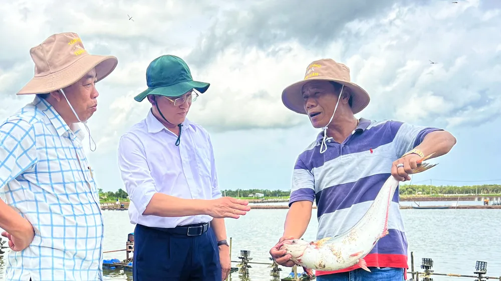 Mô hình nuôi cá trong ao tôm tại Sóc Trăng đang mang lại lợi nhuận cao cho người dân