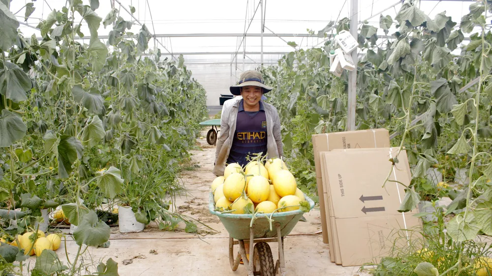 Thu hoạch dưa lưới ứng dụng nông nghiệp công nghệ cao ở xã Đất Đỏ, TPHCM