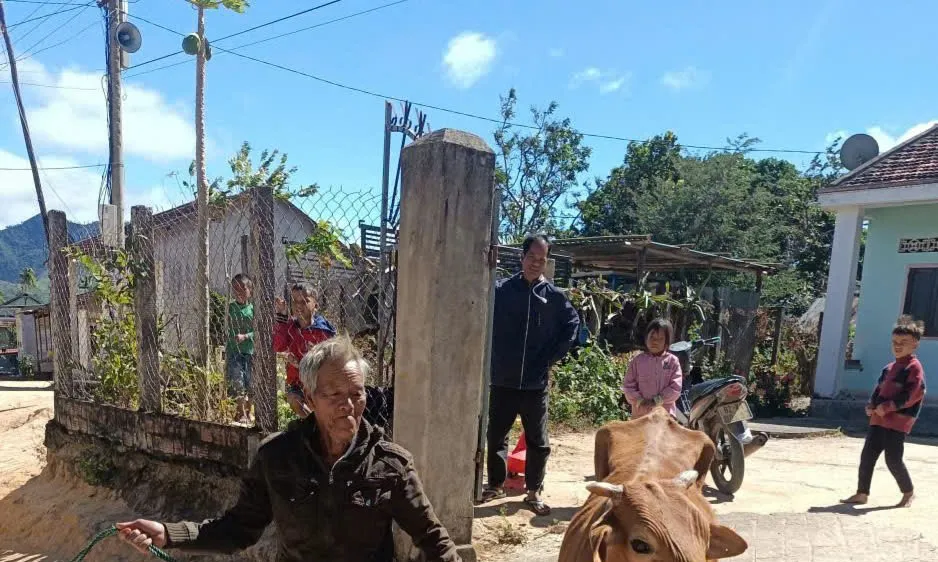 Người dân xã Kon Braih, tỉnh Quảng Ngãi được cấp bò sinh sản để nhân rộng đàn