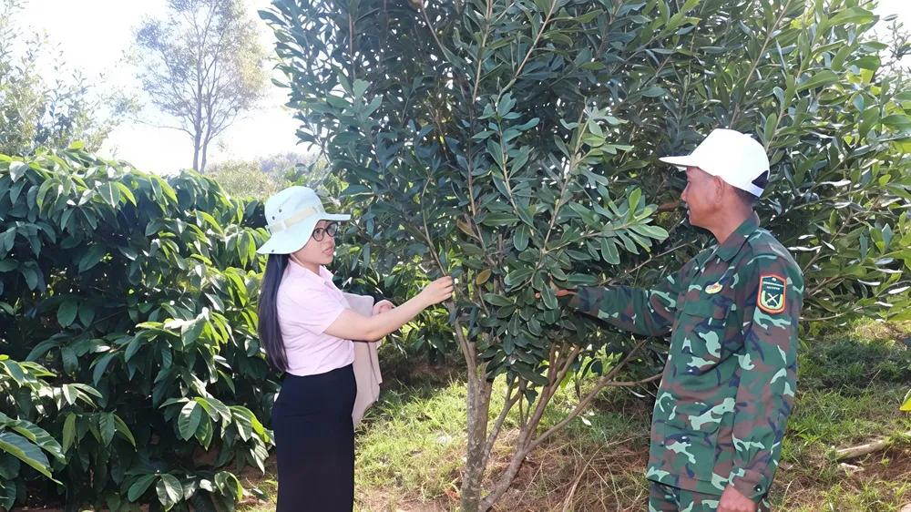 Nhờ nguồn vốn vay, anh A Hoài (thôn 8, xã Kon Braih) đã gây dựng được vườn mắc ca giá trị cao
