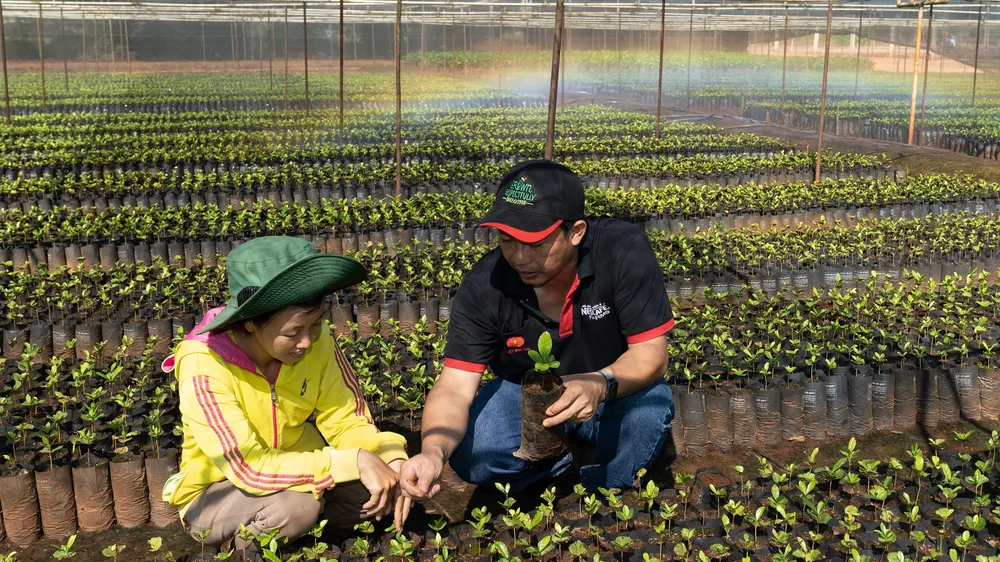 Nestlé hỗ trợ cây giống chất lượng cao cho người nông dân trồng cà phê tại Tây Nguyên