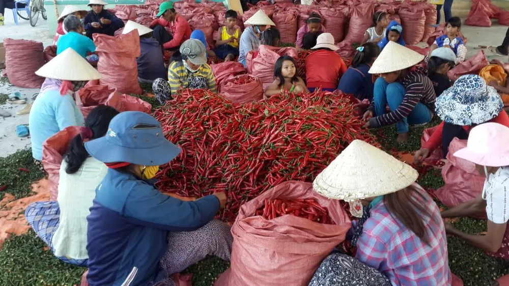 Ớt được thu hoạch và phân loại tại nhà máy Tầm Ngân