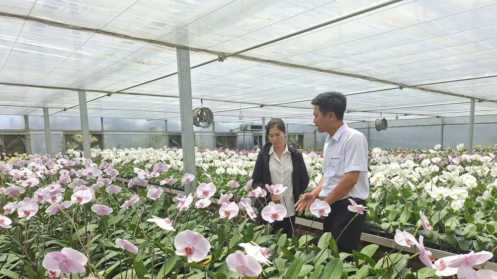 Vườn lan của anh Nguyễn Tuấn Trường tại xã Ninh Gia (tỉnh Lâm Đồng)