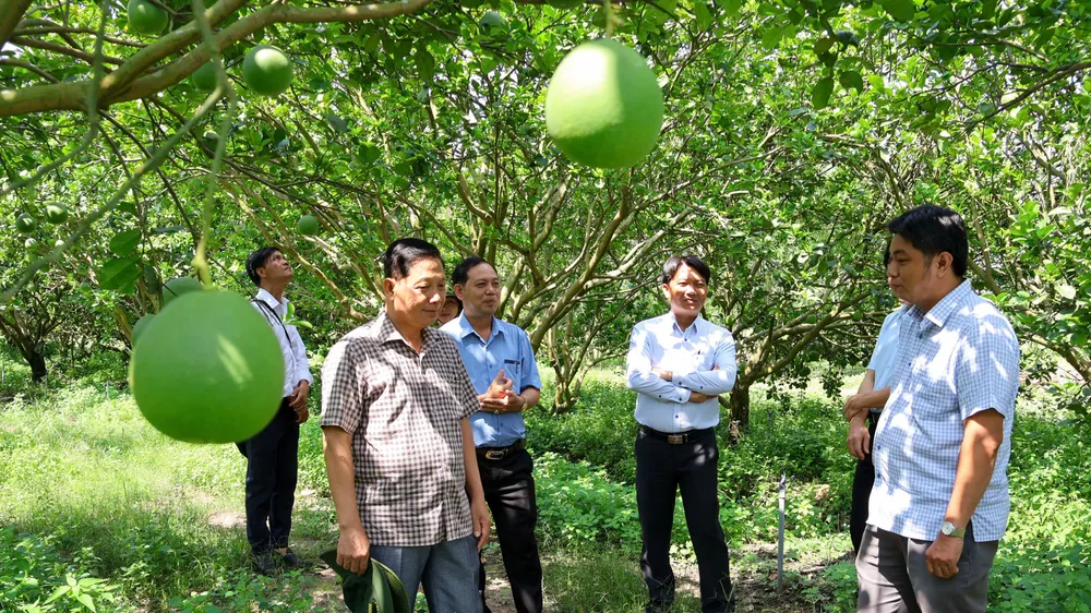 Ông Lưu Văn Long, Bí thư Đảng ủy, Chủ tịch HĐND xã Trừ Văn Thố khảo sát mô hình trồng bưởi da xanh tại một trang trại ở ấp Ông Thanh, xã Trừ Văn Thố
