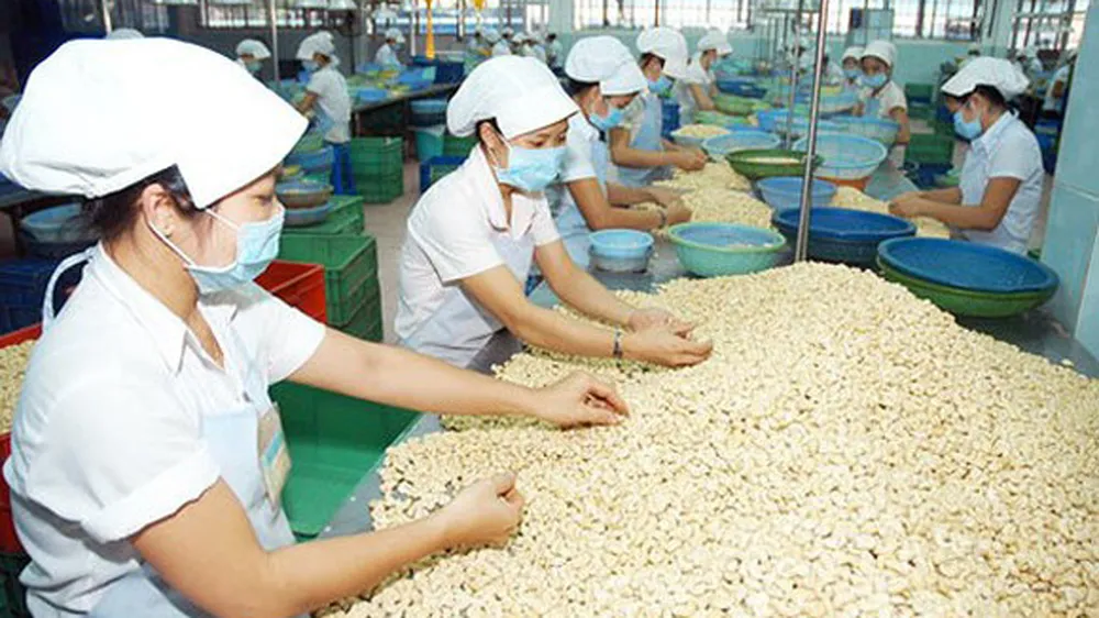 Khẩn trương tháo gỡ vụ nhiều doanh nghiệp xuất khẩu điều có nguy cơ mất hàng trăm triệu USD
