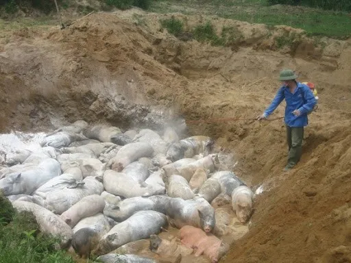 Chính phủ hỗ trợ cơ sở sản xuất có động vật buộc phải tiêu hủy do dịch bệnh