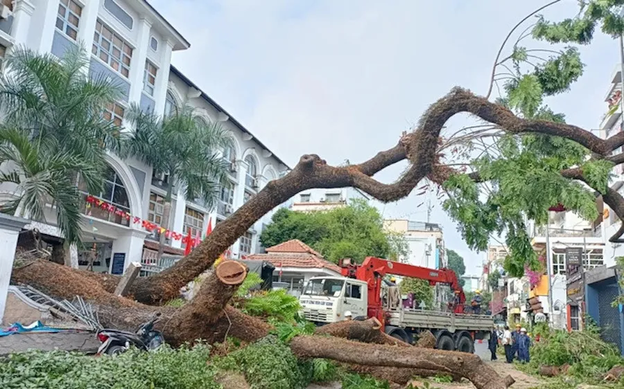 Sớm hoàn thiện quy trình quản lý, thanh lý gỗ từ việc thu hồi đốn hạ cây xanh