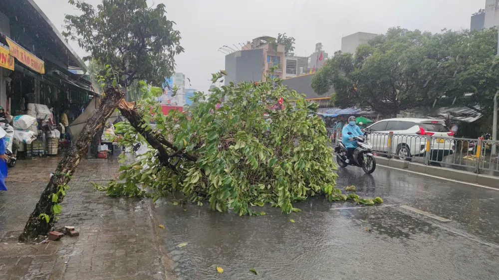 Cây xanh ngã đổ tại tuyến đường Nguyễn Thái Sơn, phường Hạnh Thông, TPHCM. Ảnh: THANH HIỀN