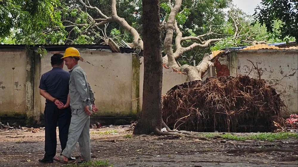 Cổ thụ bật gốc đè sập tường, mái tôn ở KCN Vĩnh Lộc
