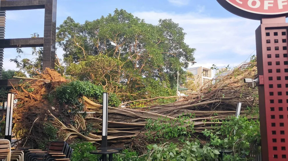 Cây bồ đề cổ thụ ở góc đường Đinh Tiên Hoàng - Võ Thị Sáu bật gốc. Ảnh: HỮU TÂM