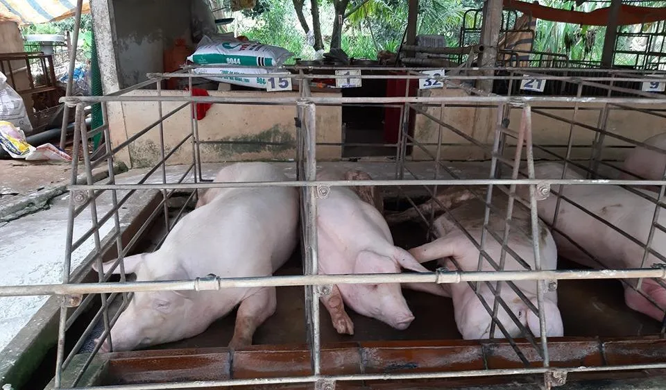 Chim trời gây lây lan dịch tả heo châu Phi