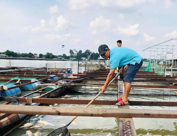 Cá bè chết bất thường trên sông Đồng Nai