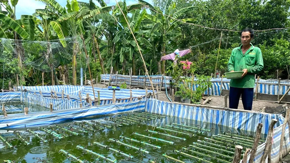 Người dân ở huyện Tân Hưng, tỉnh LKong An thoát nghèo nhờ được hỗ trợ vốn chăn nuôi