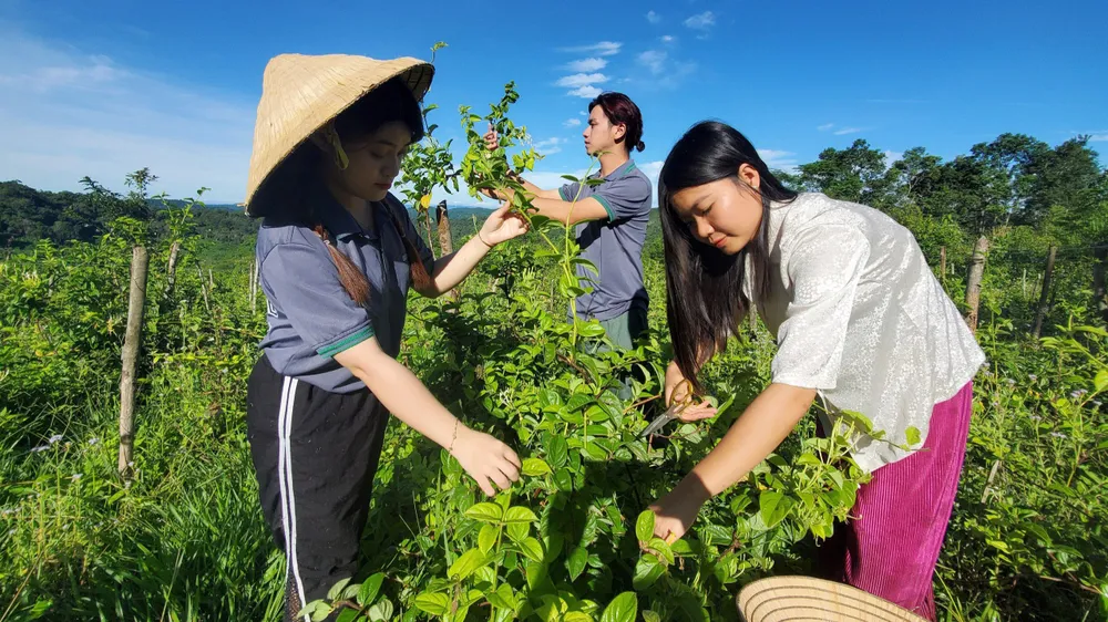Du lịch nông dược liệu ở đỉnh Cổng Trời