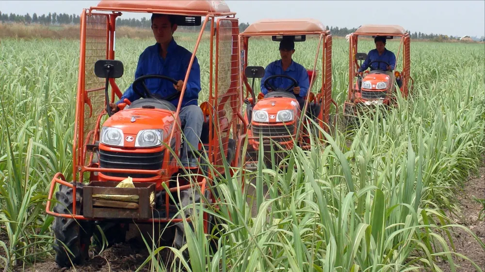 TTC AgriS đồng hành người trồng mía Tây Ninh