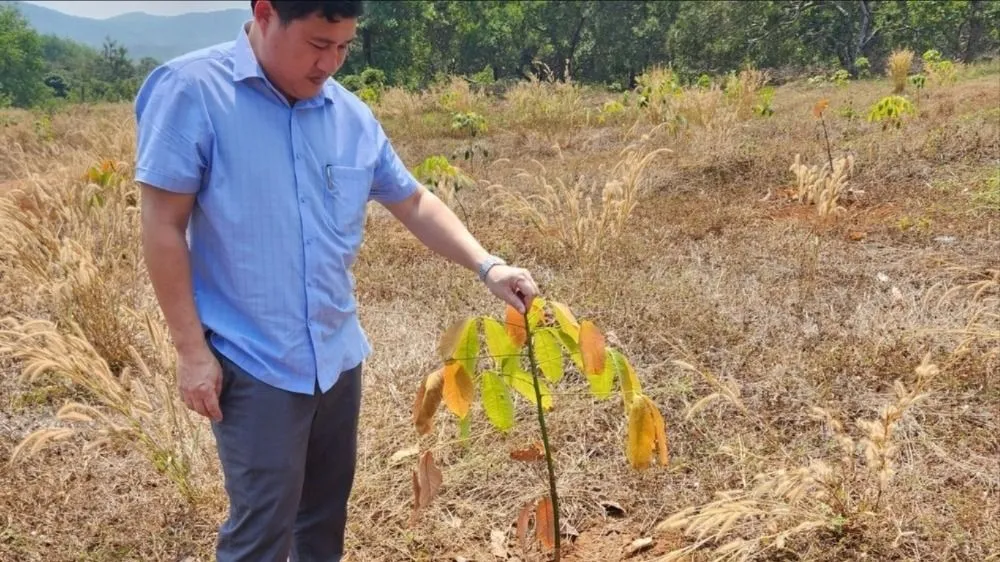 Cục Trồng trọt nêu loạt giải pháp cứu lúa, cây ăn trái, cà phê ở vùng hạn hán