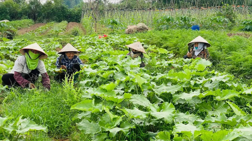 Nông nghiệp hữu cơ trên hành trình chinh phục thị trường: Chật vật tồn tại