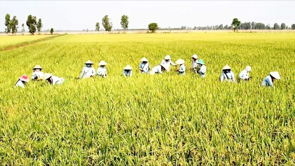Đề xuất tăng mức hỗ trợ để giữ đất lúa