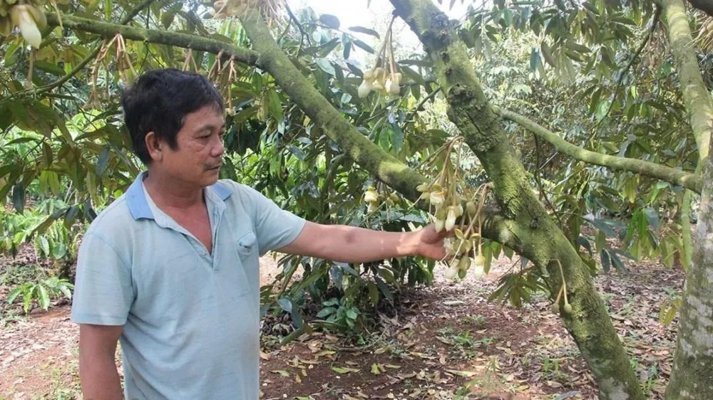 Miền Nam vẫn còn mưa trái mùa