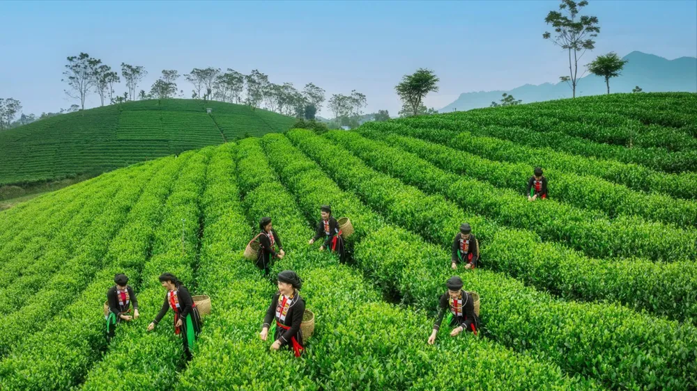 Chè Việt “hồi sinh” tại thị trường Đài Loan (Trung Quốc)