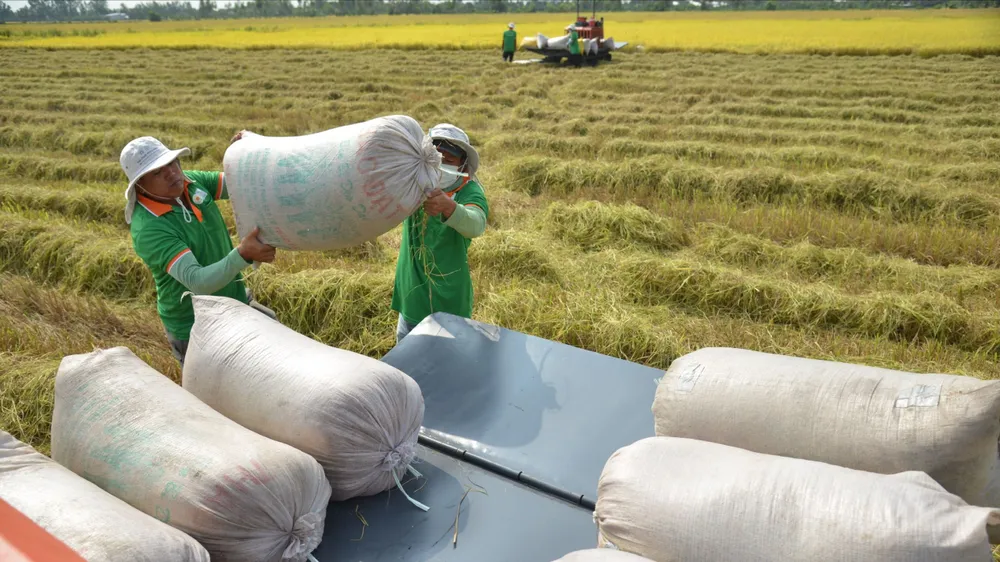 Đề xuất loạt giải pháp gỡ khó thị trường lúa gạo