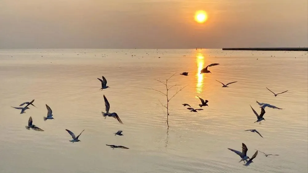 Theo những người chuyên săn ảnh chim nhạn, hàng năm, loài chim này bay đi kiếm mồi ở cửa biển phường Rạch Giá từ khoảng tháng 11 đến giữa tháng 4 năm sau.