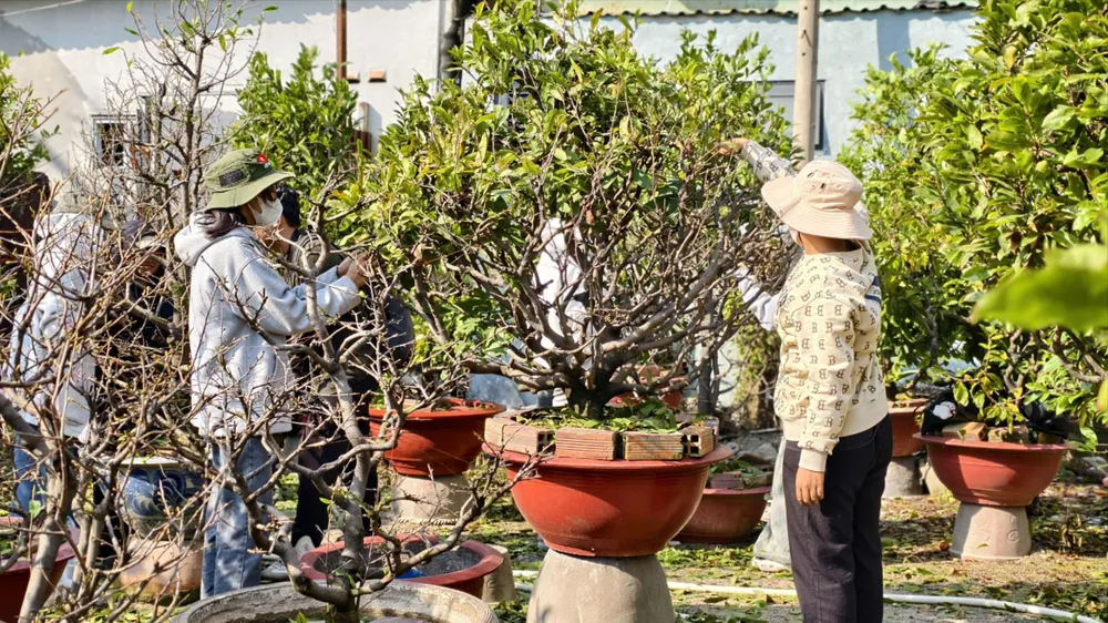 Sinh viên TPHCM lặt lá mai kiếm tiền xài tết