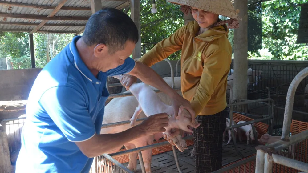 Chăn nuôi heo đang dần phục hồi