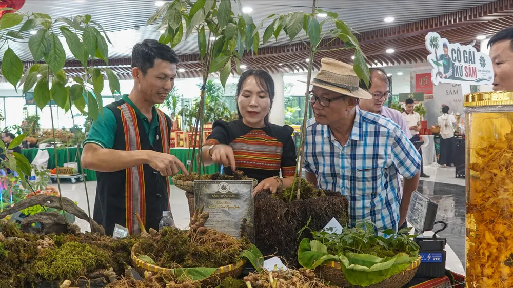 Khai mở hành trình đưa sâm Ngọc linh vươn tầm thế giới