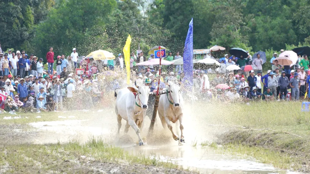 "Ông hoàng" đua bò vùng Bảy Núi