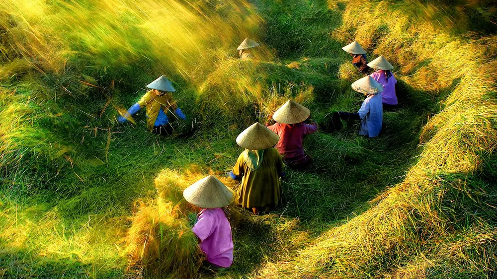 Tác phẩm "Nhịp điệu ngày mùa"