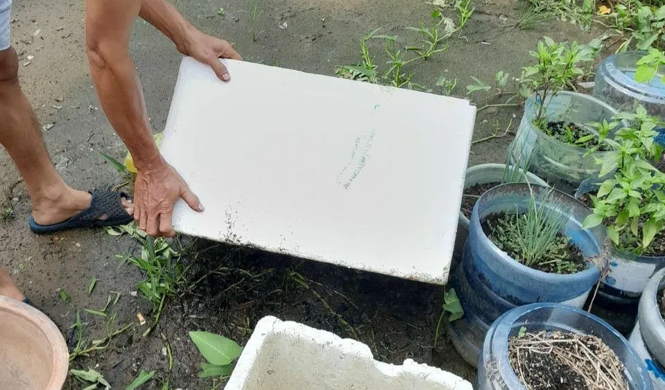 Diệt lăng quăng để phòng chống sốt xuất huyết