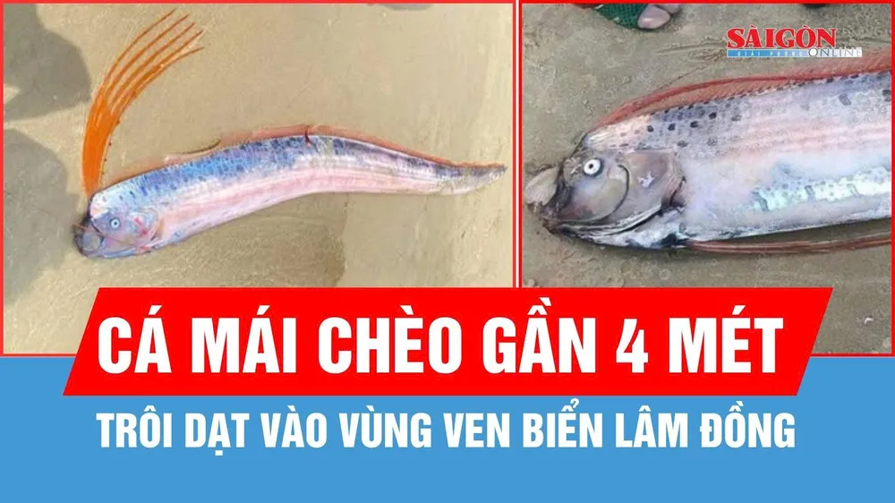 Cá mái chèo dài gần 4 mét trôi dạt vào vùng ven biển Lâm Đồng