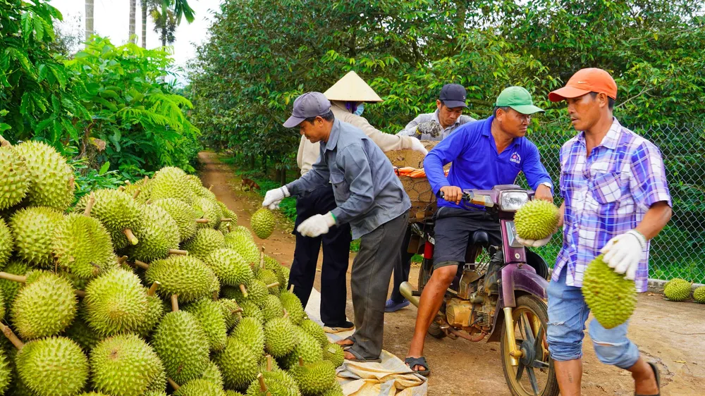 Thu hoạch sầu riêng của HTX Liên Đức, xã Kim Long, TPHCM