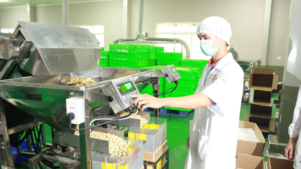Năm 2019 ngành điều xuất khẩu đạt 3,6 tỷ USD
