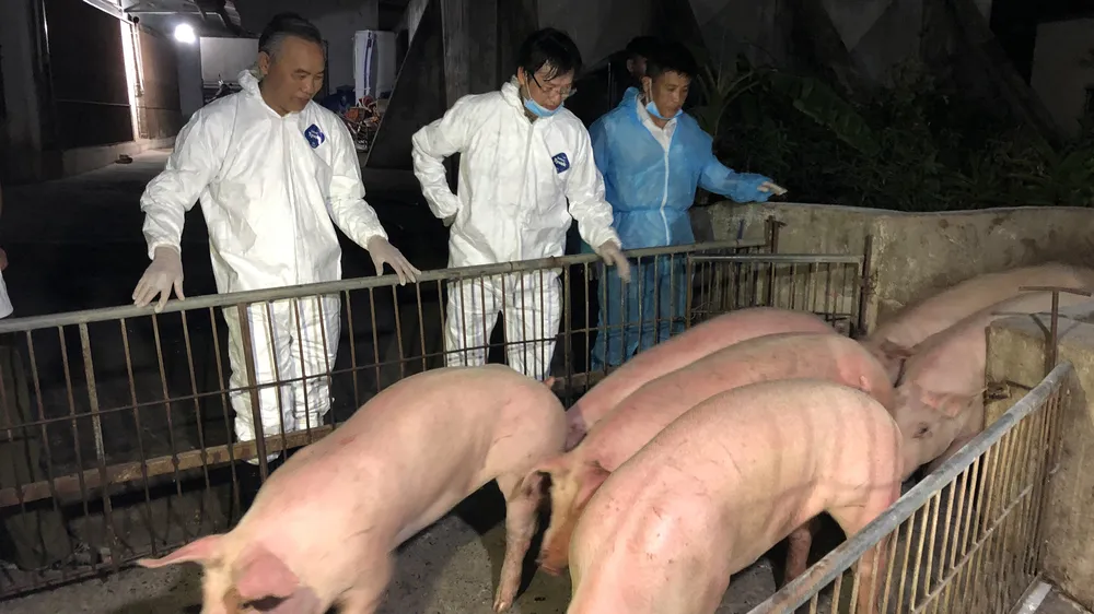 Hơn 300 heo giống Thái Lan đầu tiên nhập về Đồng Nai