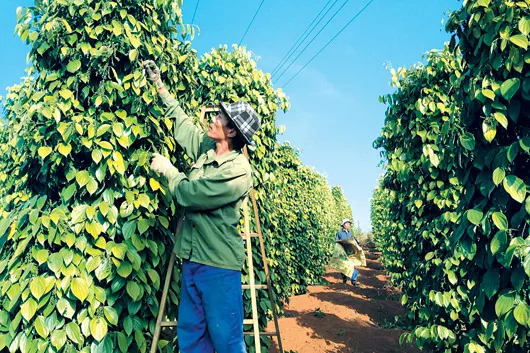 Xuất khẩu hồ tiêu năm 2021 đạt khoảng 950 triệu USD