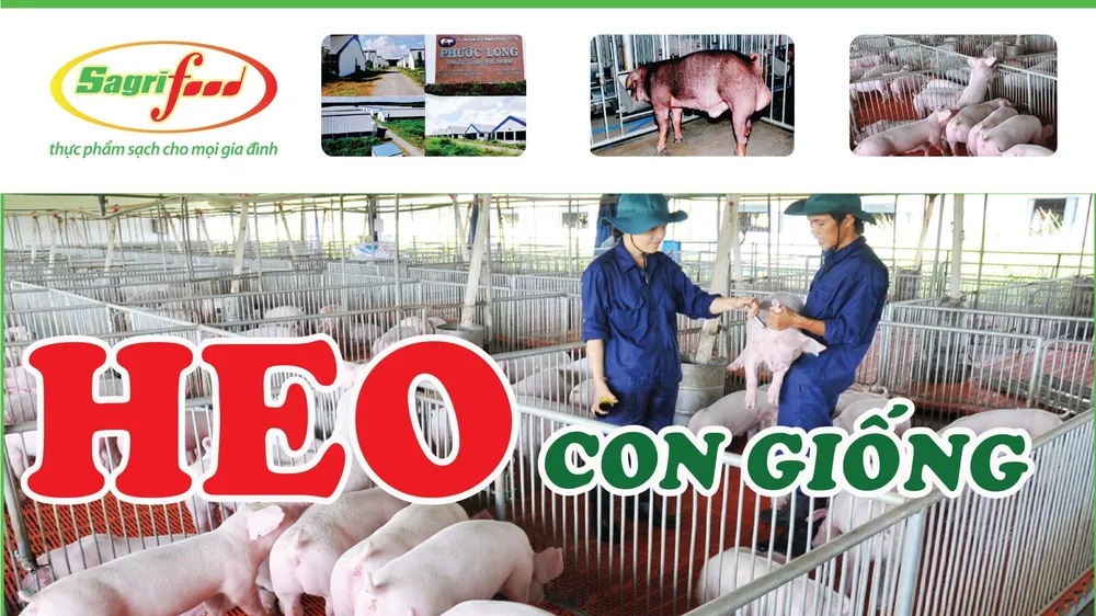 Heo con Sagrifood 3 máu chất lượng cao