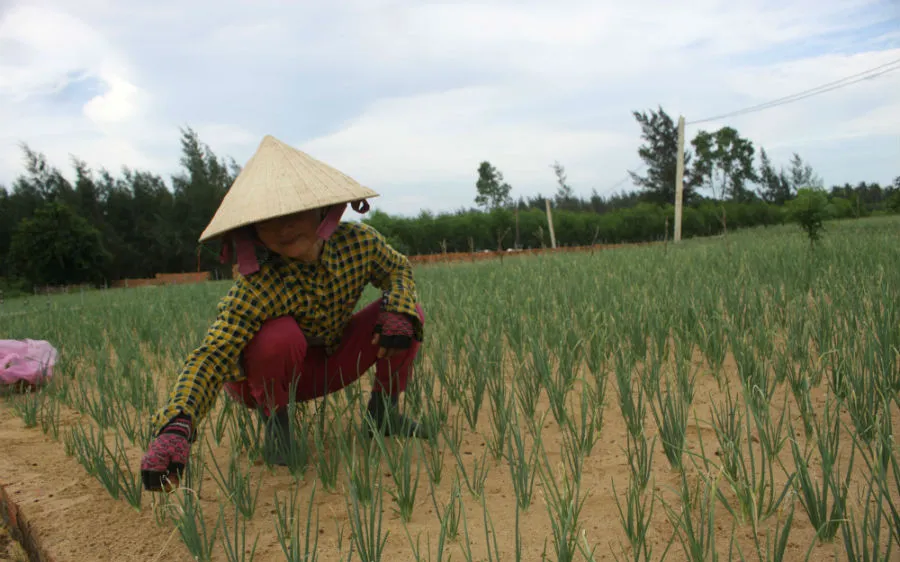 Hành tím Bình Hải