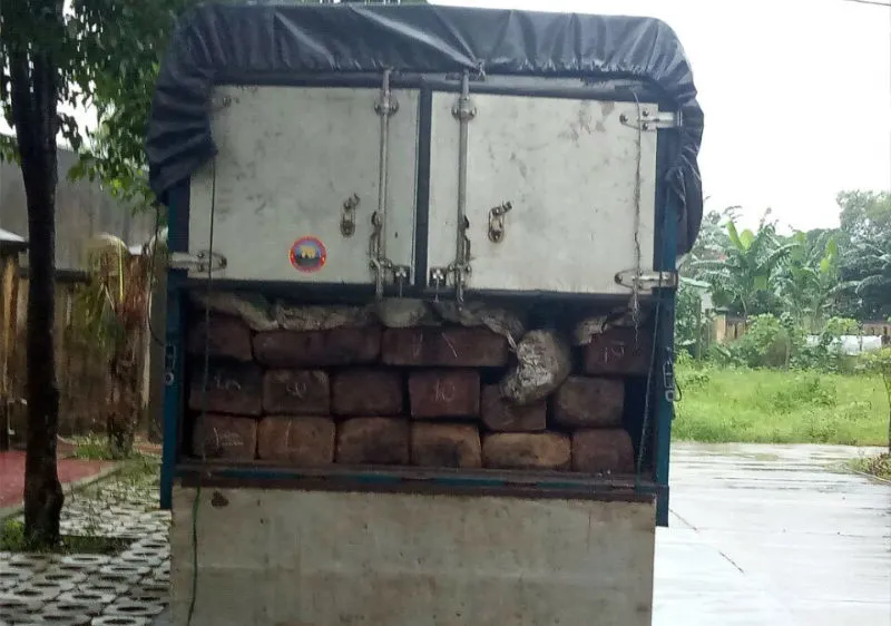 gỗ lậu ngụy trang dưới bao phân bốc mùi