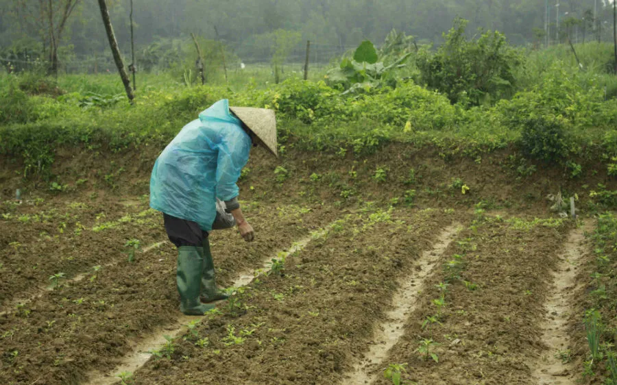nông dân gặp khó vì trời lạnh kéo dài