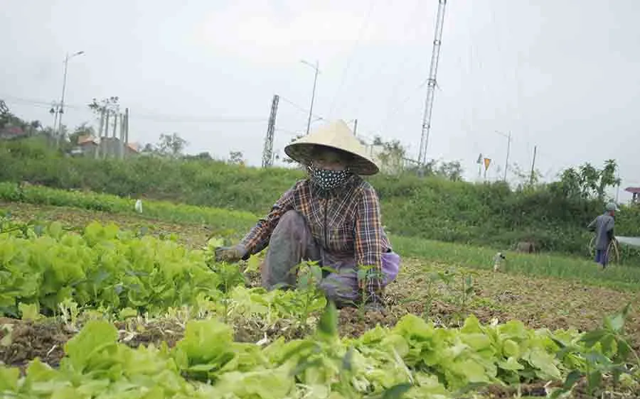Xà lách, dưa leo 1.000 đồng/kg, nông dân điêu đứng