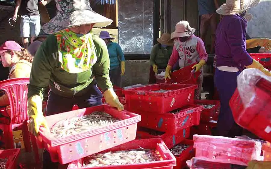 Ngư dân được mùa cá cơm đầu năm. Ảnh: NGUYỄN TRANG
