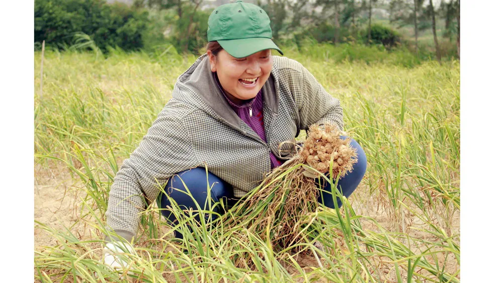 Người dân thu hoạch tỏi. Ảnh: NGUYỄN TRANG
