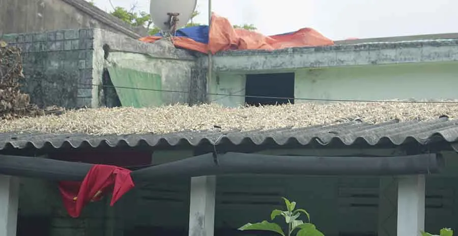 Người dân Lý Sơn phơi tỏi trên nóc nhà