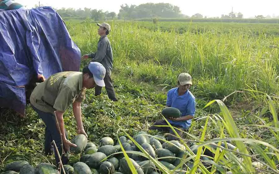 Quảng Ngãi: Dưa hấu được mùa, trúng giá