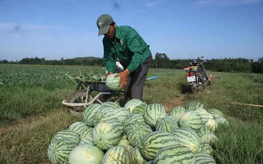 Nông dân Quảng Ngãi trồng dưa sạch không hạt. Ảnh: NGUYỄN TRANG